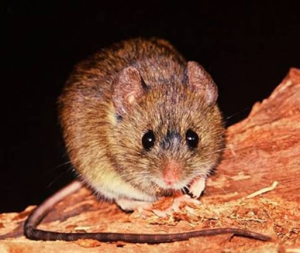 Seminario: Roedores, Hantavirus y Métodos de Control