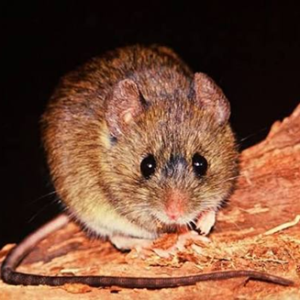 Seminario: Roedores, Hantavirus y Métodos de Control